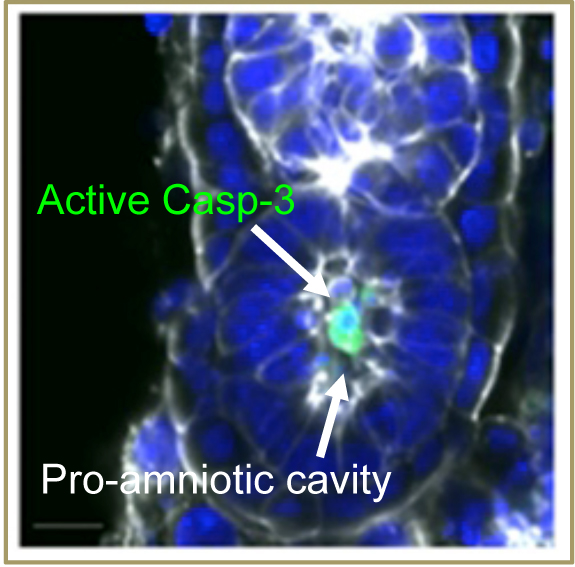 mouse embryo cavitation