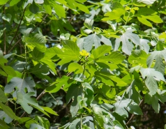 Lab trip 2016-05-04 Farewell to Inna picture no. 4