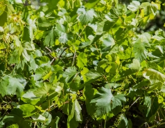 Lab trip 2016-05-04 Farewell to Inna picture no. 40