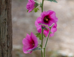 Lab trip 2016-05-04 Farewell to Inna picture no. 42