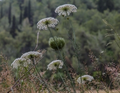 Lab trip 2016-05-04 Farewell to Inna picture no. 55