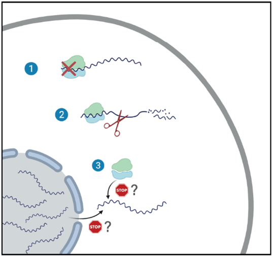 SARS-CoV-2 suppresses host gene expression through a multi-pronged approach: 1. Global translation reduction; 2. Degradation of cytosolic cellular mRNAs; 3. Block in translation of newly synthesized cellular mRNAs, through inhibition of nuclear mRNA export.