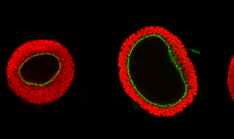 Karzbrun Lab