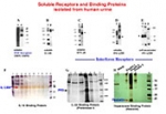 Visualization of soluble receptors and binding proteins by polyacrylamide gel electrophoresis (PAGE)