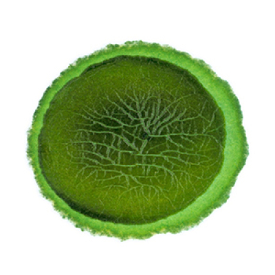 The Shape of Water - new exhibition