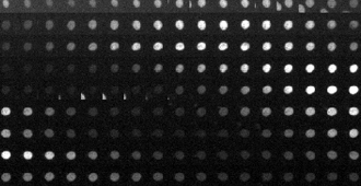 The “ticking” of a circadian clock inside a human cell over the course of 24 hours. A fluorescent marker allows scientists to tell “what time it is” at any given moment