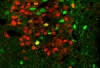 neurons in mouse brain