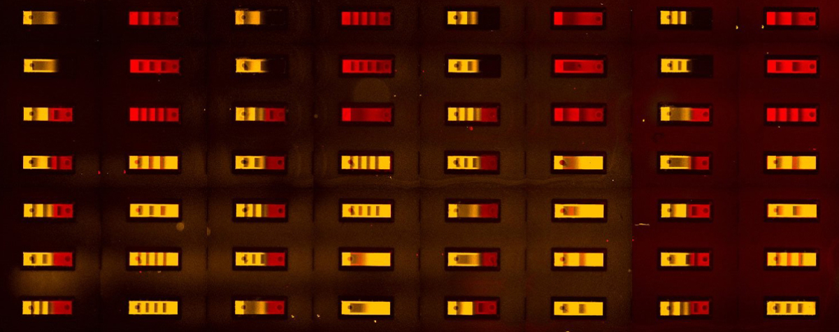 A fluorescent microscope image of the biochip with its numerous minuscule compartments