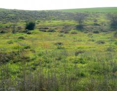 Travel to Mamshit and Camel Ride