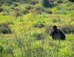 Mamshit picture no. 8