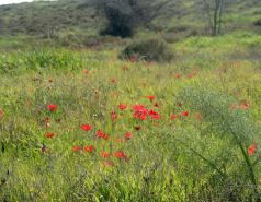 Mamshit picture no. 9