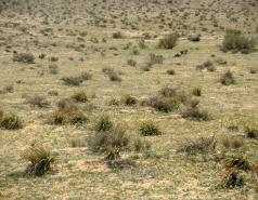 Mamshit picture no. 18