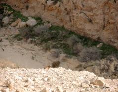 Mamshit picture no. 41