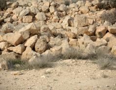 Mamshit picture no. 42