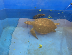 Sea Turtles Rescue Center - September 2018