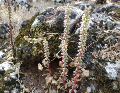 Lab Trip to the Golan Heights, May 2021 picture no. 19