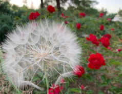 Lab Trip to the Golan Heights, May 2021 picture no. 20
