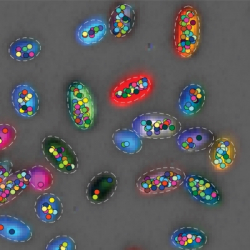 Visualizing microbial societies