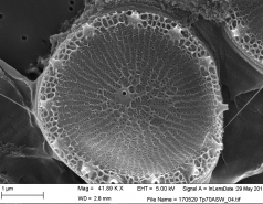 Diatom wonders picture no. 1