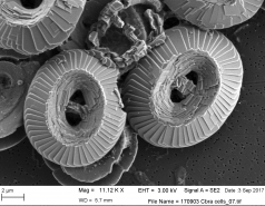 World of coccoliths picture no. 2