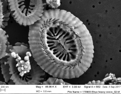 World of coccoliths picture no. 5