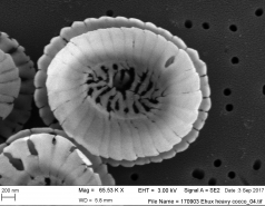 World of coccoliths picture no. 6