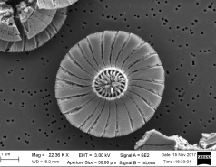 World of coccoliths picture no. 8