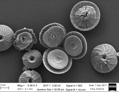 World of coccoliths picture no. 9