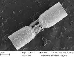 Diatom wonders picture no. 4