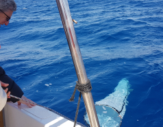 Eilat sample collection 2022 picture no. 9