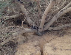 Acacia Root System 