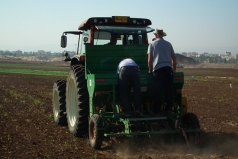 Wheat Sowing 2013 picture no. 8