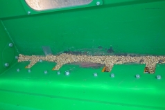 Wheat Sowing 2013 picture no. 10