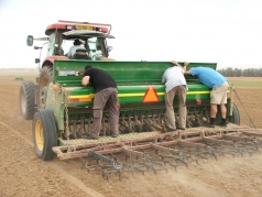 Wheat Sowing 2013 picture no. 16
