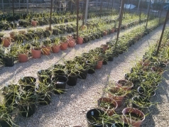 Wild Emmer Wheat 2015 picture no. 4