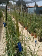 Wild Emmer Wheat 2015 picture no. 5