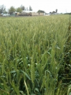 Wheat Harvesting 2015 picture no. 2