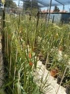 Wild Emmer Wheat 2015 picture no. 7