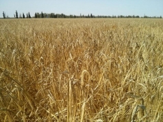 Harvesting Wheat 2015 South picture no. 10