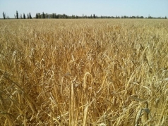Harvesting Wheat 2015 South picture no. 10