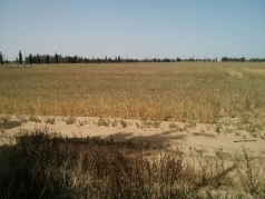 Harvesting Wheat 2015 South picture no. 11