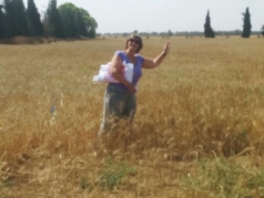 Harvesting Wheat 2015 South picture no. 12