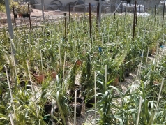 Wild Emmer Wheat 2015 picture no. 1