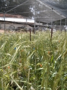 Wild Emmer Wheat 2015 picture no. 2