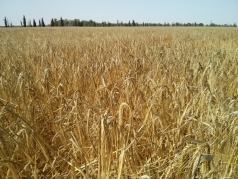 Harvesting Wheat 2015 South picture no. 3