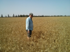 Harvesting Wheat 2015 South picture no. 5