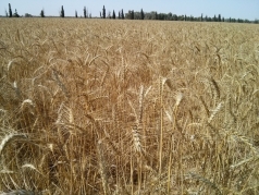 Harvesting Wheat 2015 South picture no. 6