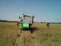 Harvesting Wheat 2015 South picture no. 7