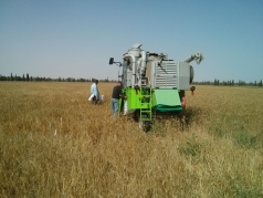Harvesting Wheat 2015 South picture no. 8