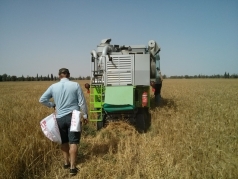 Harvesting Wheat 2015 South picture no. 9